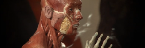 athleteanatomy