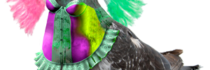 pigeon_2012