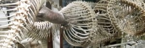 It Came From the Stores, Tuesday at the Grant Museum.