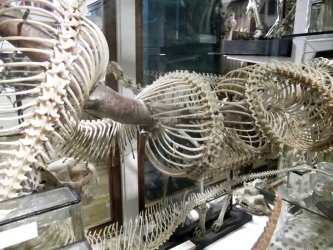 skeletons