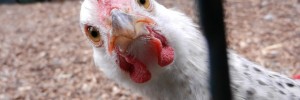 Go and visit this chicken at Vauxhall City Farm (free entry) / photo by Mini Mel