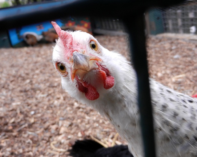 Chicken at Vauxhall City Farm