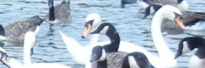 SerpentineSwans