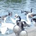 SerpentineSwans