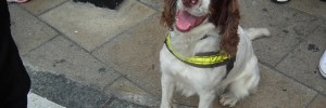 A cheery sniffer dog at Charing Cross, by kenjonbro