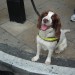 A cheery sniffer dog at Charing Cross, by kenjonbro