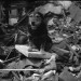 Rip. Public Domain image from Imperial War Museums.