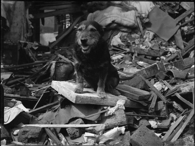 ripdog
