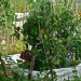 urbangardenfeat_310812