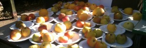 Apple photo via the London Orchard Project on Flickr