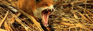 Oliver Wilks, Red Fox Yawning After His Afternoon Nap. Winner of Young Photographer category: 12-16 years old. Image courtesy Horniman Museum