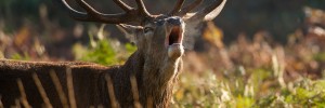 It's rutting season in Richmond Park / photo by #AlexWitt