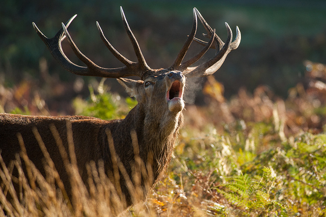 Rut