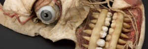 Wax anatomical model of female human head showing internal structure of skull, German(?), 19th century.