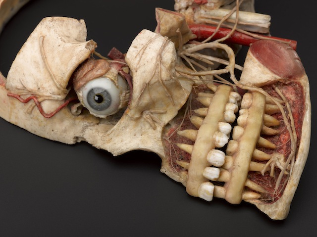Detail of wax anatomical model of female human head showing inte