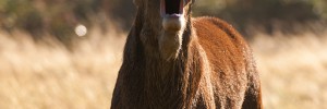 2012 rutting season, when males (stags and bucks) throw their weight around, by Alex Witt