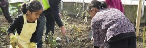 Trees for Cities