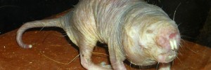 nakedmolerat