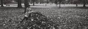 Pile of leaves