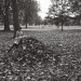 Pile of leaves