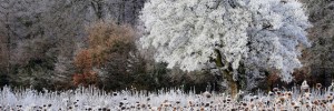 Frosty Sunflowers, The Chilterns, Buckinghamshire, England by Paul Keene (Highly commended, Classic view). Image courtesy of Take A View