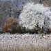 Frosty Sunflowers, The Chilterns, Buckinghamshire, England by Paul Keene (Highly commended, Classic view). Image courtesy of Take A View