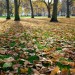 green_park_leaves