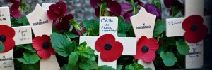 poppies111112