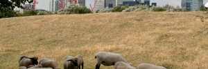 Mudchute City Farm