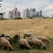 Mudchute City Farm