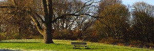 autumn-tree-bench