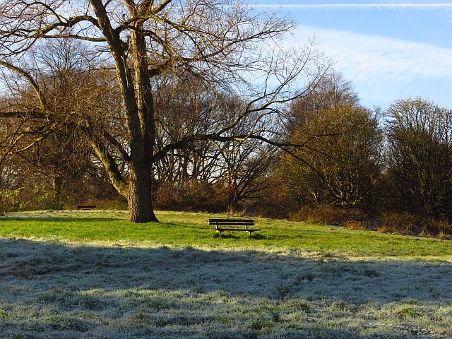 autumn-tree-bench