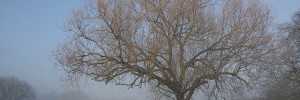 bare-tree-hampstead-heath
