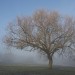 bare-tree-hampstead-heath