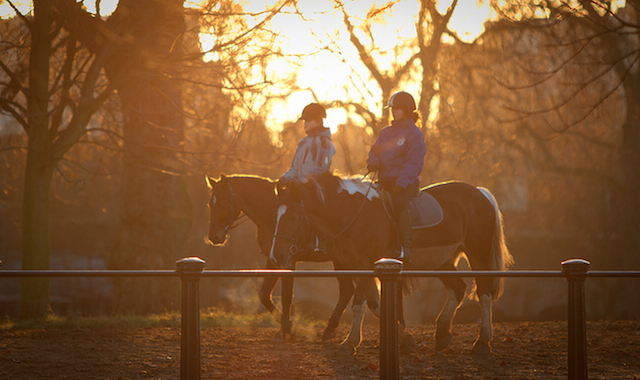 equestrian