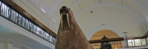 walrus