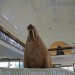 walrus