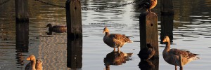 Bayswater ducks, geese and heron by Howard Ferrier