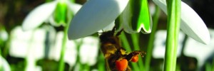 Bee on a snowdrop. Photo © Mark Pateman