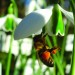 Bee on a snowdrop. Photo © Mark Pateman