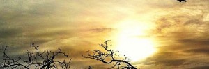 sunset-kew