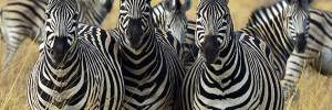 Find out how these guys got their stripes. (See Wednesday)