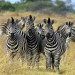 Find out how these guys got their stripes. (See Wednesday)