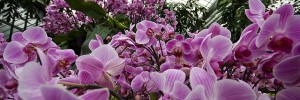 Orchids at Kew by teddave