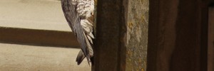 Peregrine eyes photographer by Stephen Middleton