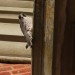 Peregrine eyes photographer by Stephen Middleton