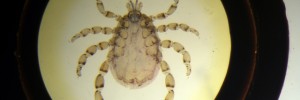 A slice through a tortoise mite  © UCL, Grant Museum of Zoology/Richard Weedon