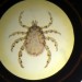 A slice through a tortoise mite  © UCL, Grant Museum of Zoology/Richard Weedon