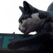 catfordcat_280213