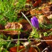 crocus_150213